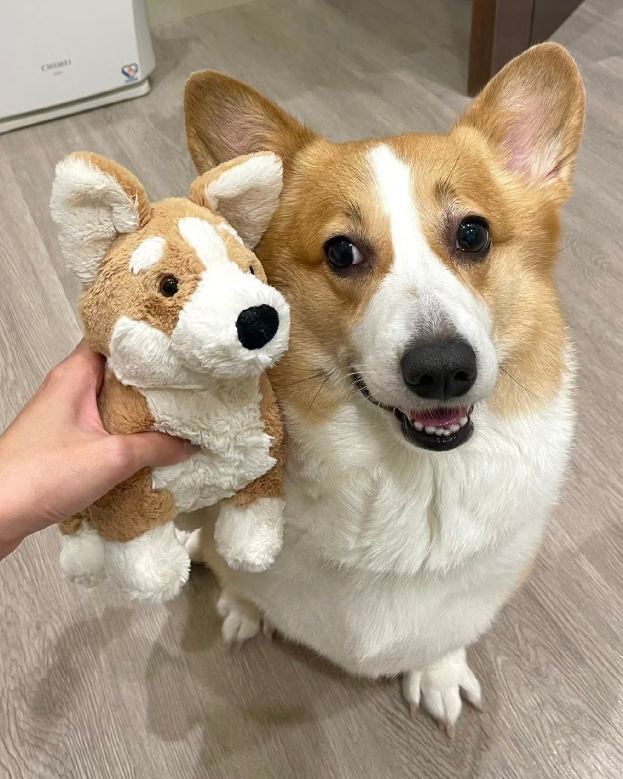 Jellycat Betty Corgi 18cm [Medium]